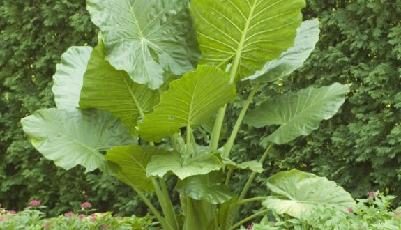 خواص گیاه باباآدم + طرز استفاده