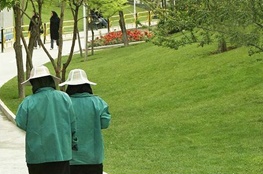 شهرداری تهران از چمن کاری دست کشید/ کاشت گیاهان مقام به کم آبی در شرق پایتخت