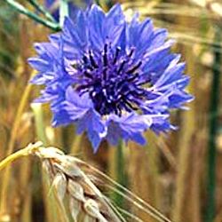 خواص گل گندم