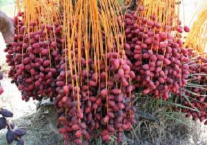 تولید خرما افزایش یافت