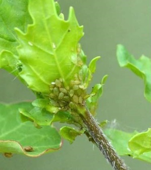 شناسایی شته ها در گیاهان زینتی و کنترل آن ها