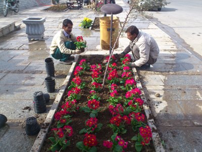 ارزان‌ترین روش‌ ازدیاد گل‌ و‌ گیاهان زینتی از طریق کاشت بذر است