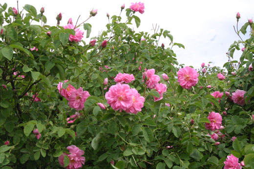 کشت گل محمدی در راستای حفاظت از منابع طبیعی و ارزش افزوده برای روستاییان