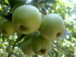 پیشگیری از پوکی استخوان با سیب گلاب