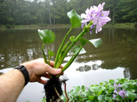 پاک بودن سواحل شرقی خلیج گرگان از گونه مهاجم سنبل آبی