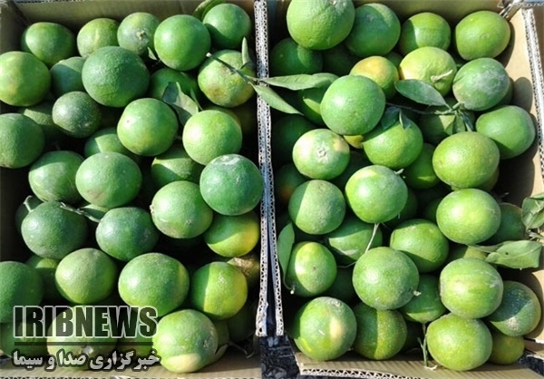 برداشت 60 هزار تن لیموترش از باغ های هرمزگان