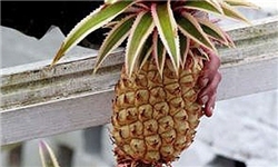 آغاز کشت تحقیقاتی آزمایشی آناناس در استان تهران