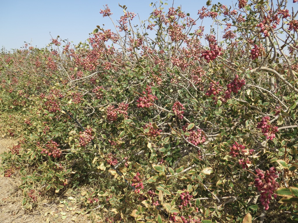 تغییر الگوی کشت از مرکبات به پسته