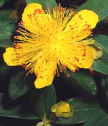 علف چاي و خواص آن