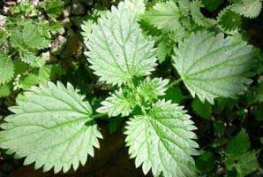 آشنایی با خواص چای گزنه