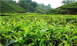 مطالعه زیست‌فناوری به‌نژادی چای در گیلان