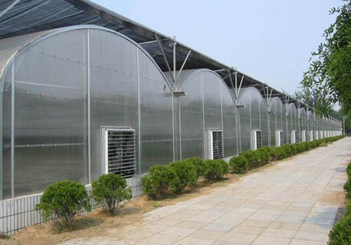 چرا ایران در کشت گلخانه‌ای توفیقی ندارد‌