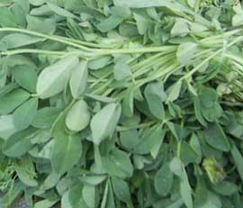 شنبليله و جلوگيري از ريزش مو