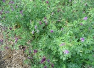 نخستین کشت لوپن در استان اصفهان