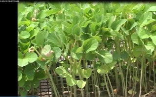 کشت نشایی آزمایشی محصولات استراتژیک در گلستان