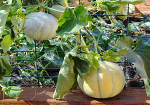 طالبی با ژن مقاوم به قارچ تولید می‌شود