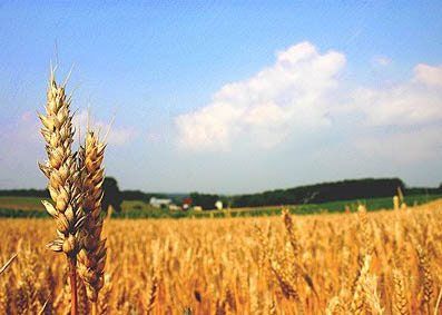 کارگاه آموزشی تغذیه گیاهی و اصلاح بذرهای کشاورزی 