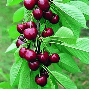 سردرد دارید، گیلاس بخورید!