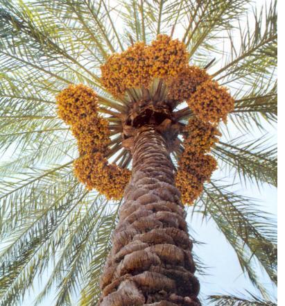 تکثیر خرمای غیرجنسی در ایران آغاز شد