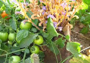 مبارزه بیولوژیکی با انگل گل جالیز