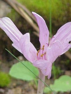 خواص گیاه انجدان رومی