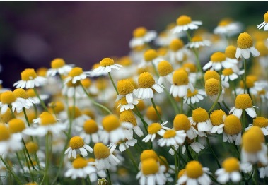 خواص بابونه