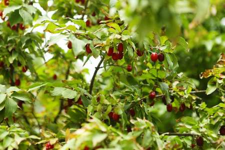 سالیانه چهار هزار تن زغال اخته در کشور برداشت می شود