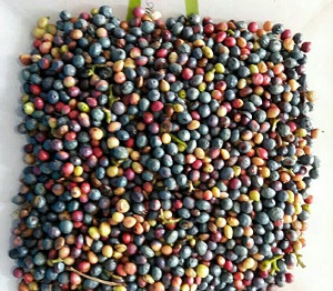 کلخُنگ ،محصول این روزهای کوه منگشت باغملک