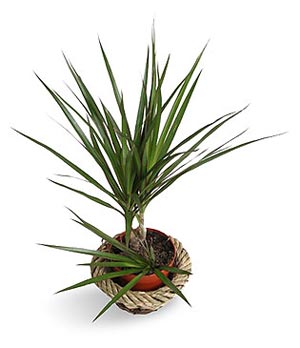 هوای منزلتان را با این گیاهان تصفیه کنید