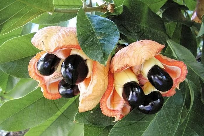 میوه‌های عجیبی که تابحال ندیده‌اید++++++++لینک برای چینش عکس ها آمده