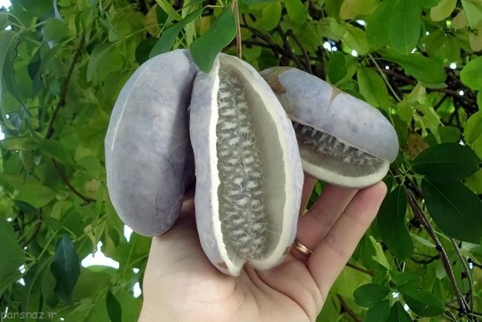 میوه‌های عجیبی که تابحال ندیده‌اید++++++++لینک برای چینش عکس ها آمده