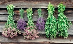 جشنواره گیاهان دارویی فردا برگزار می‌شود