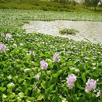 تالاب آغوزبن بابل از رشد سنبل آبی پاکسازی شد 