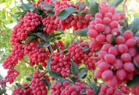 این گیاه تنها در ایران کشت می شود