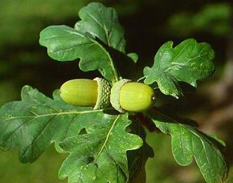 تولید گز با طعم بلوط