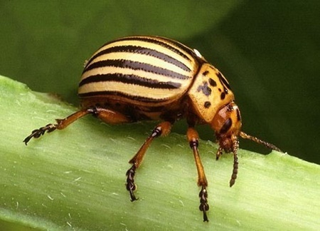 دفع آفات انباری با گیاهان دارویی