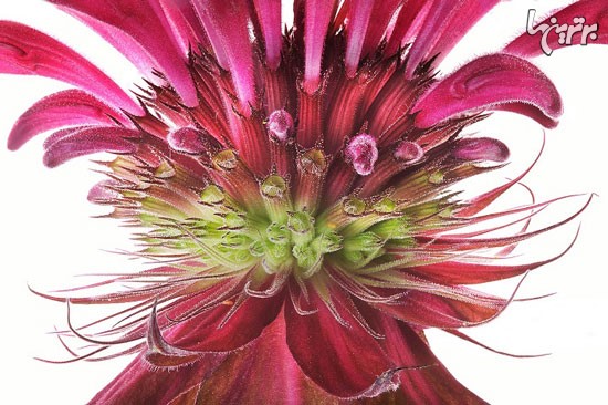 پیچیدگی و ظرافت فریبنده گیاهان