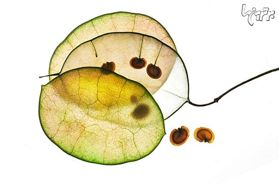 پیچیدگی و ظرافت فریبنده گیاهان