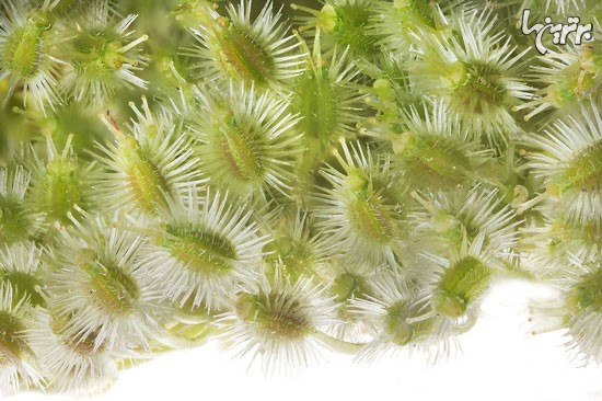 پیچیدگی و ظرافت فریبنده گیاهان