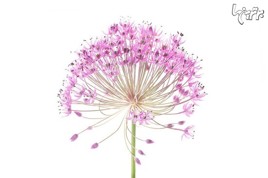 پیچیدگی و ظرافت فریبنده گیاهان