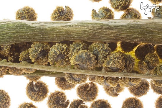 پیچیدگی و ظرافت فریبنده گیاهان