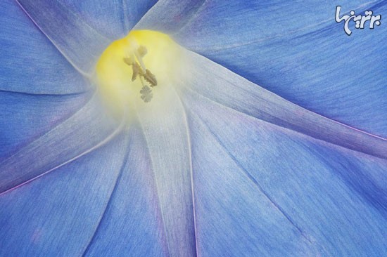 پیچیدگی و ظرافت فریبنده گیاهان