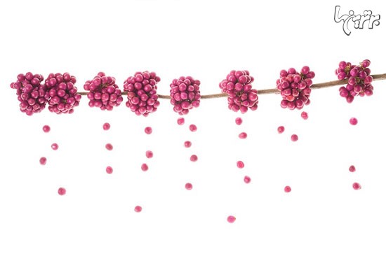 پیچیدگی و ظرافت فریبنده گیاهان