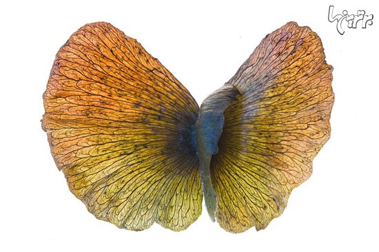 پیچیدگی و ظرافت فریبنده گیاهان