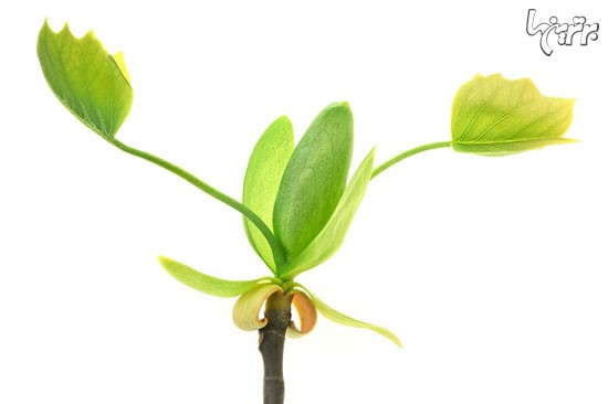 پیچیدگی و ظرافت فریبنده گیاهان