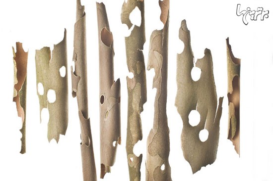 پیچیدگی و ظرافت فریبنده گیاهان