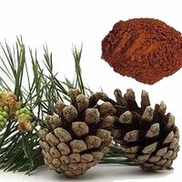 خواص عصاره درخت کاج