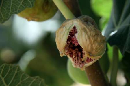 جشنواره انجیر در کازرون برگزار می شود