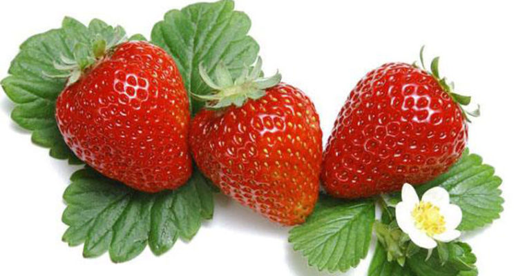 تاثیر و خواص توت فرنگی بر شادابی بدن