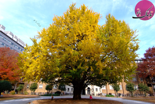  درختی باقی مانده از عصر یخبندان